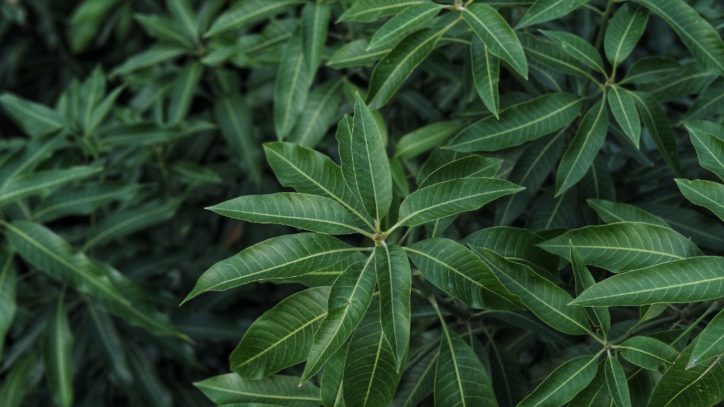 Tanaman Mangga
